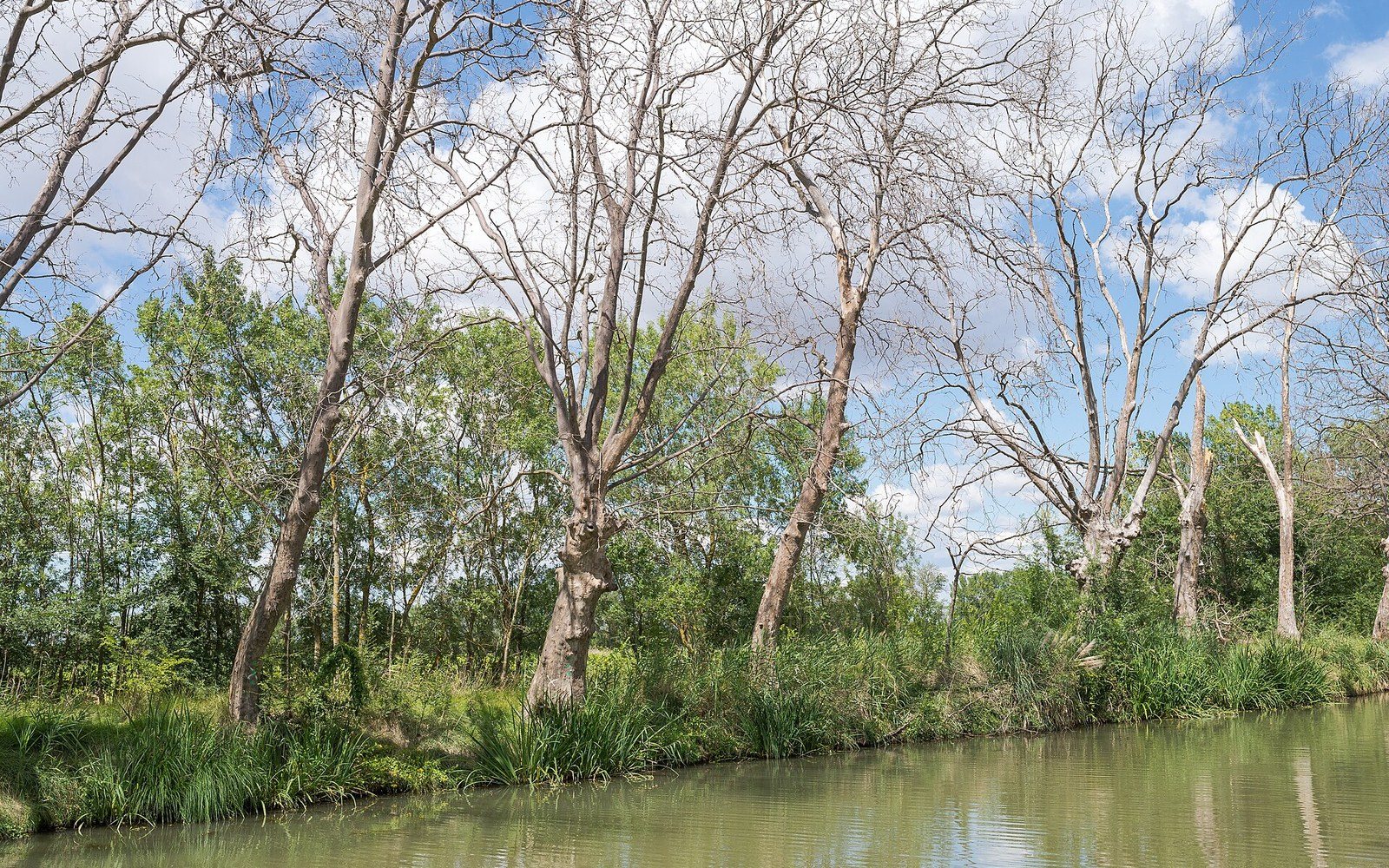 The Canal du Midi towpath with surviving plane trees casting shadow on the water surface, Hérault