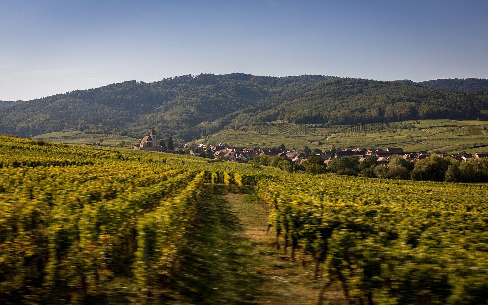 Vineyard rows lead toward a village with a church spire beneath forested hills