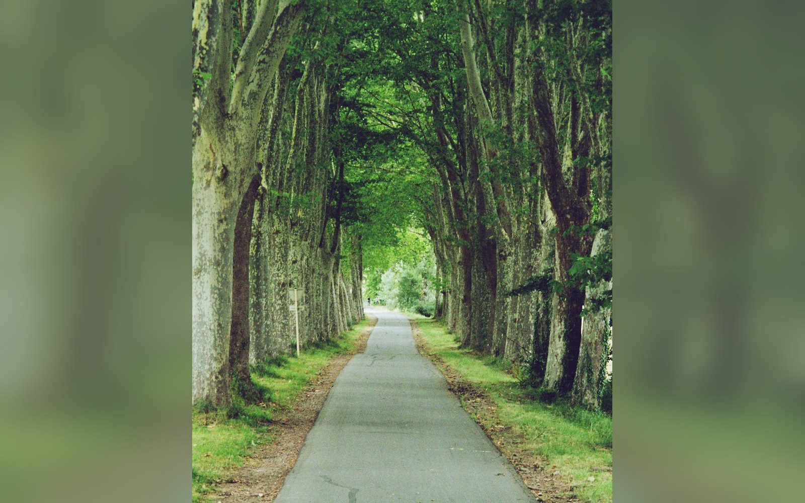 A paved path lined with tall plane trees forming a leafy green canopy overhead