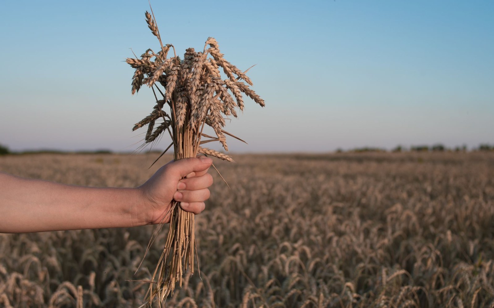 A hand holds a bundle of wheat stalks above a ripe wheat field at dusk
